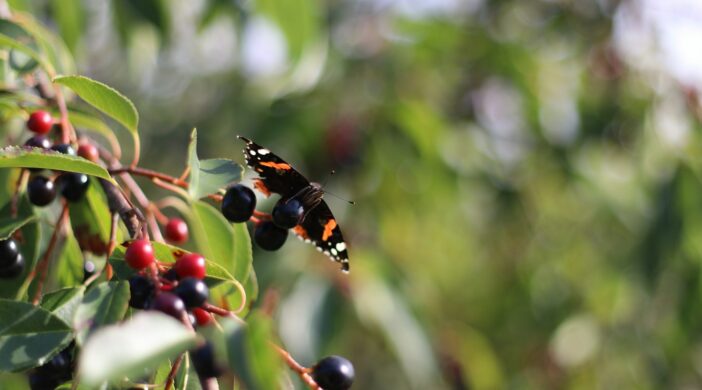 a butterfly sitting on top of a tree filled with berries
